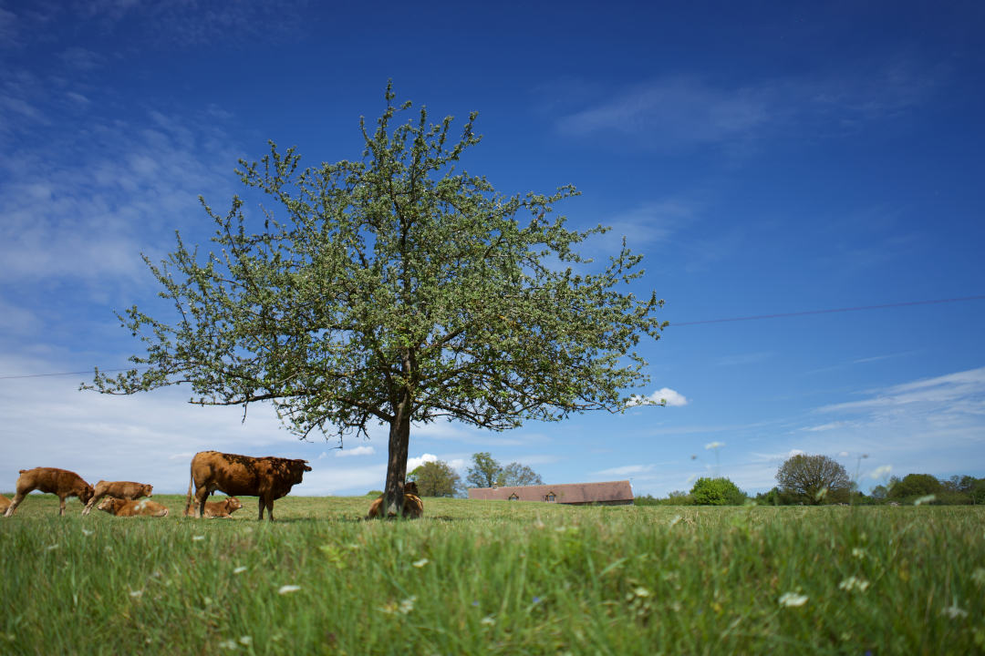 Salutations aux vaches le long de la Véloscénie