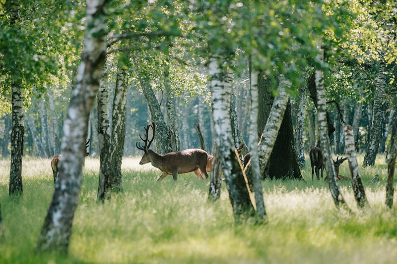 observation de cerfs dans le parc animalier L'espace Rambouillet le long de la Véloscénie