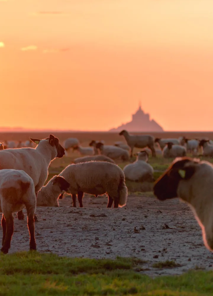 Escapade facile depuis Paris de Flers au Mont Saint-Michel par les voies vertes du sud de la Manche
