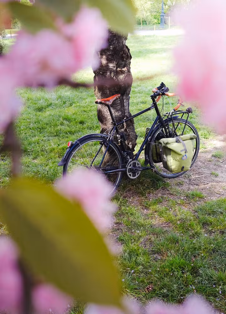 Vélo de voyage avec sacoches vertes appuyé contre un arbre, encadré de cerisiers en fleurs roses au printemps sur la Véloscénie