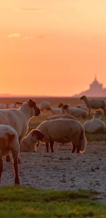 Se balader en baie du Mont Saint-Michel en fin de journée