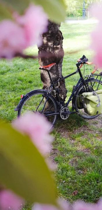 Pause printanière sur la Véloscénie – vélo de randonnée et cerisiers en fleurs dans un parc verdoyant