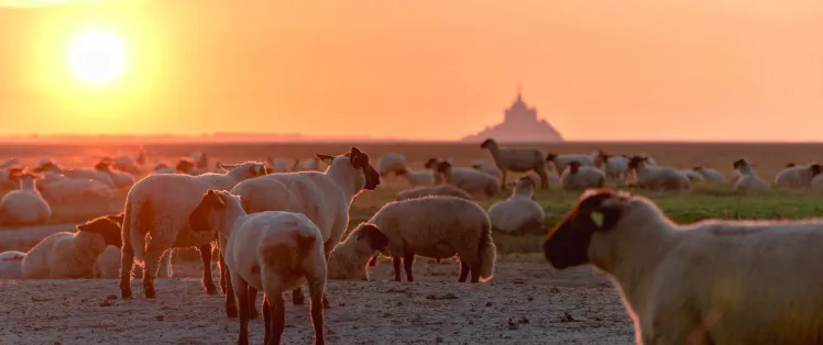 Se balader en baie du Mont Saint-Michel en fin de journée