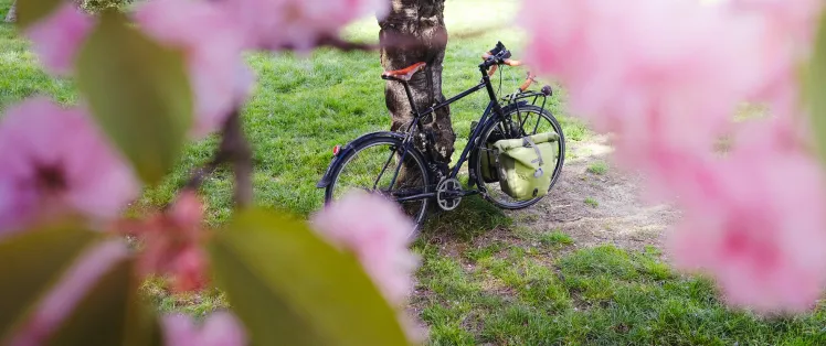 Pause printanière sur la Véloscénie – vélo de randonnée et cerisiers en fleurs dans un parc verdoyant