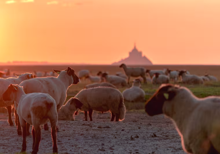 Escapade facile depuis Paris de Flers au Mont Saint-Michel par les voies vertes du sud de la Manche