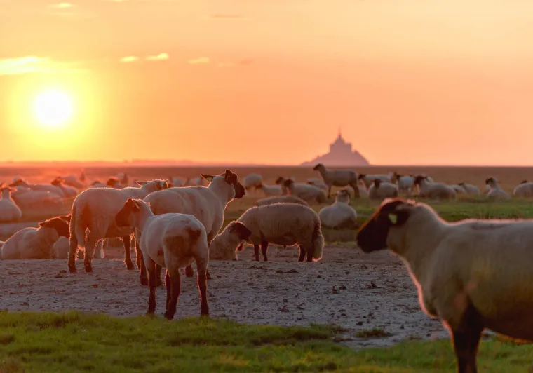 Coucher de Soleil sur le Mont Saint-Michel et les prés salés