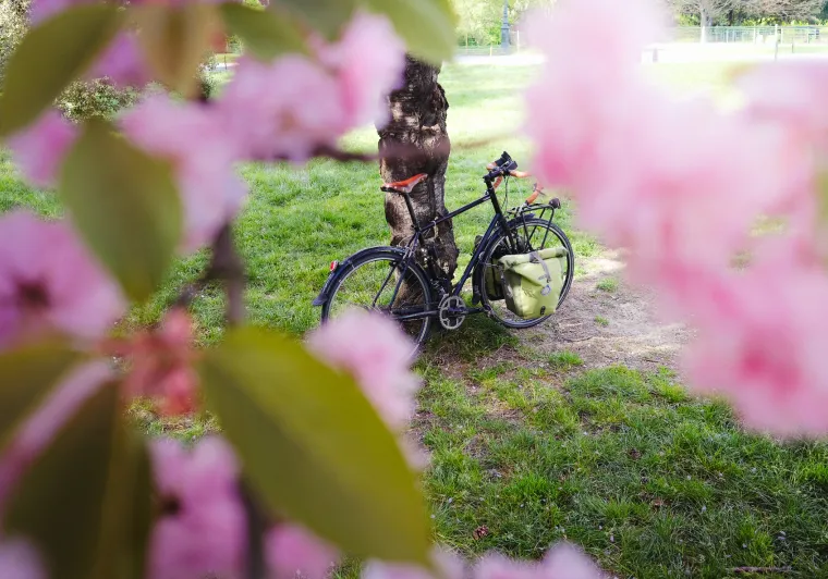 Vélo de voyage avec sacoches vertes appuyé contre un arbre, encadré de cerisiers en fleurs roses au printemps sur la Véloscénie