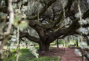 Le cèdre bleu pleureur à l'arboretum du Domaine départemental de la Vallée aux Loups