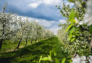 Pommiers en fleur au printemps