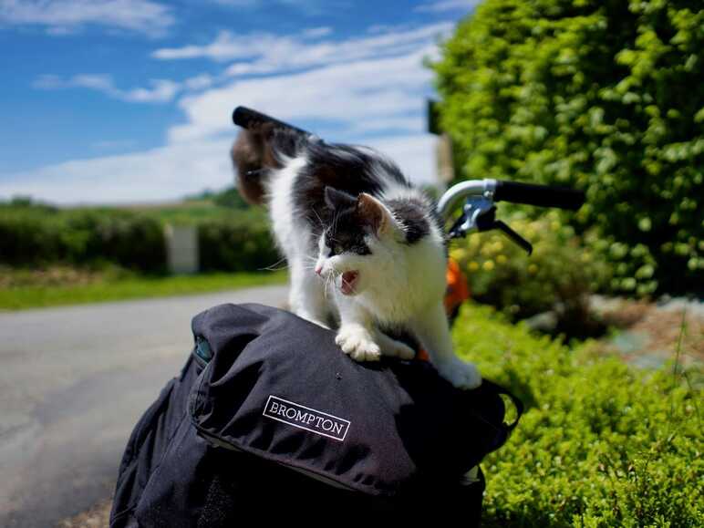 Un chat s'est perché sur une sacoche de voyage à vélo. Une rencontre inattendue sur la Véloscénie