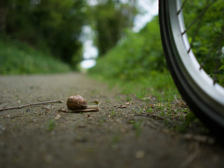 Escargot et roue de vélo nous rappelle de prendre le temps sur la Véloscénie Paris Le Mont-Saint-Michel