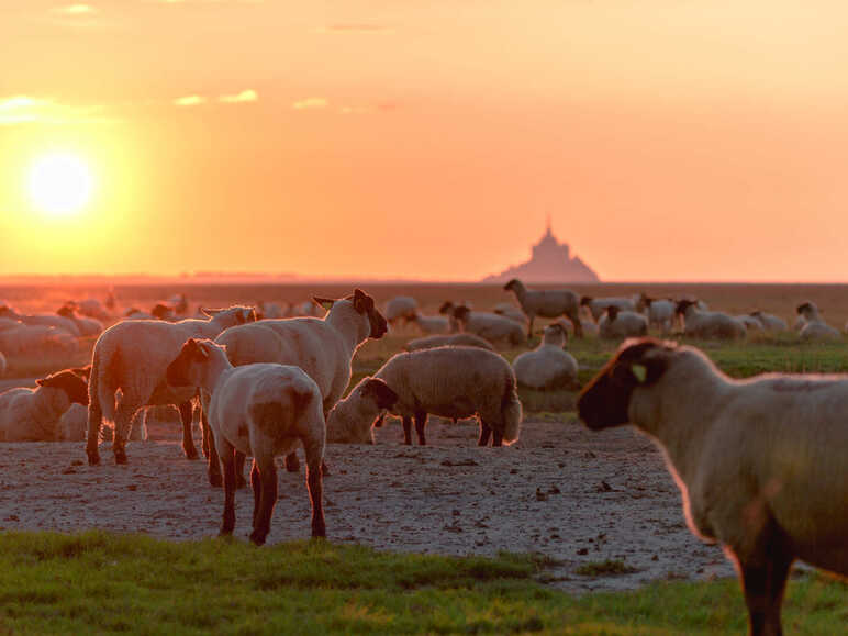 Coucher de Soleil sur le Mont Saint-Michel et les prés salés